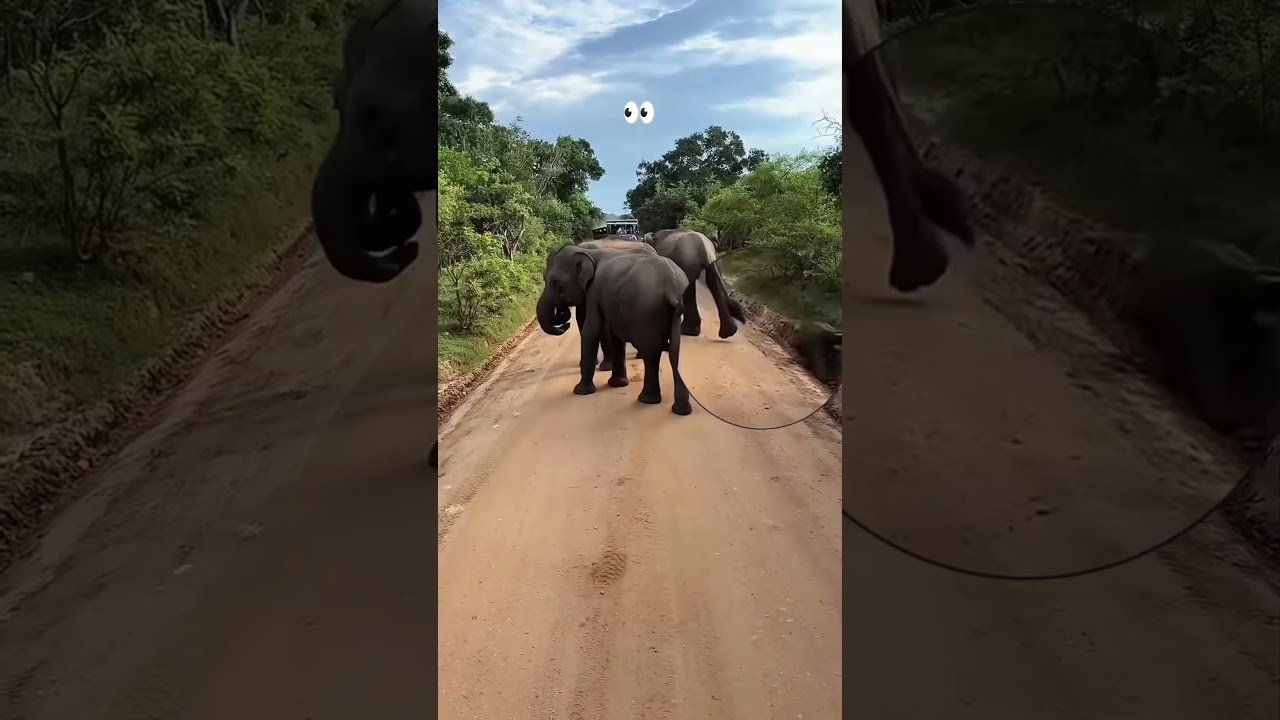 Animals protect their children #animation #animals #pets #cow #elephant #tiger #house