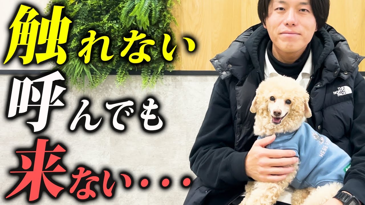 【本音】触れない犬、呼んでも来ない犬は“信頼不足”じゃありません【警察犬ドッグトレーナー解説】