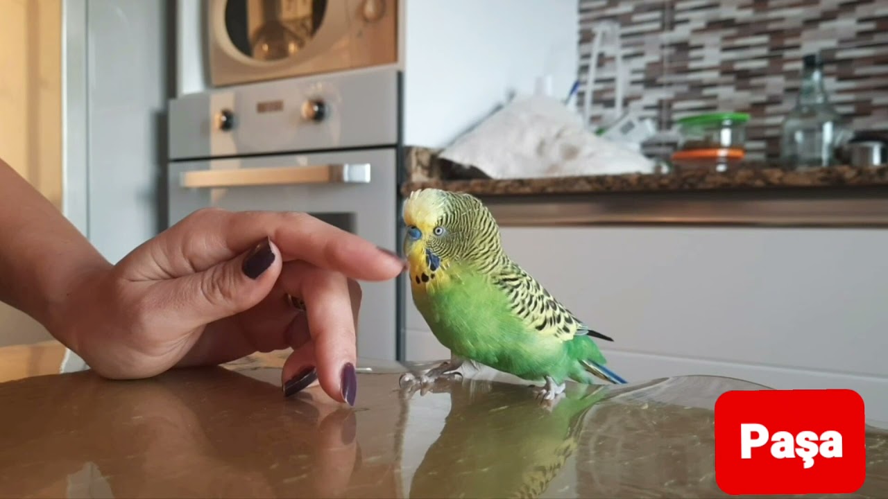 Muhabbet Kuşunuz Konuşacak 😊