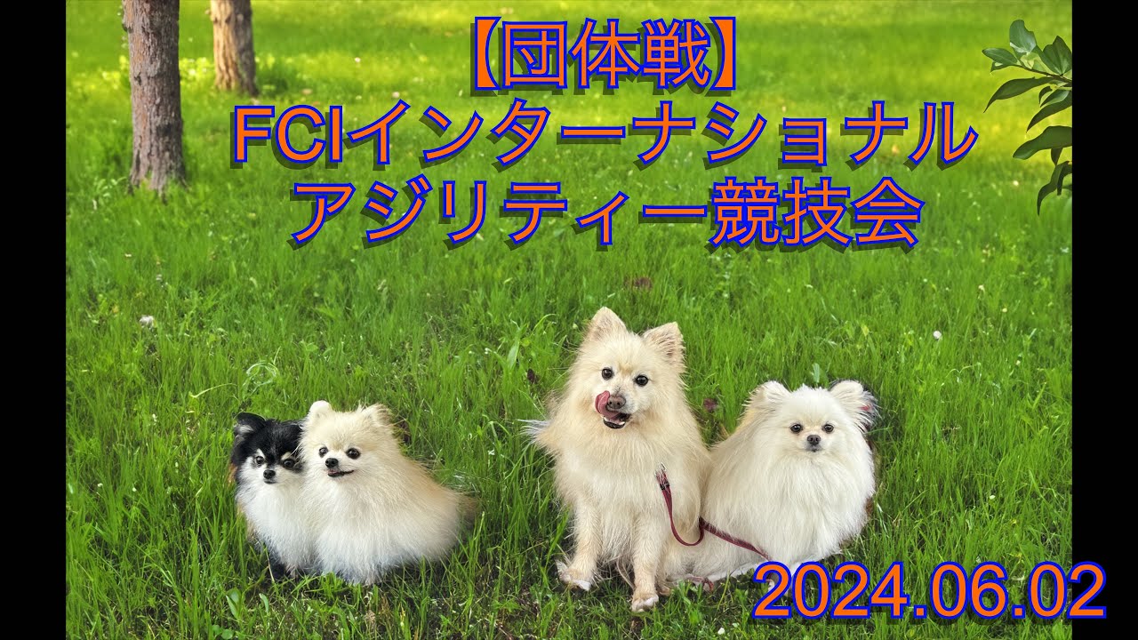 【団体戦】チームポメラニアン　FCIインターナショナルアジリティー競技会2024.06.02