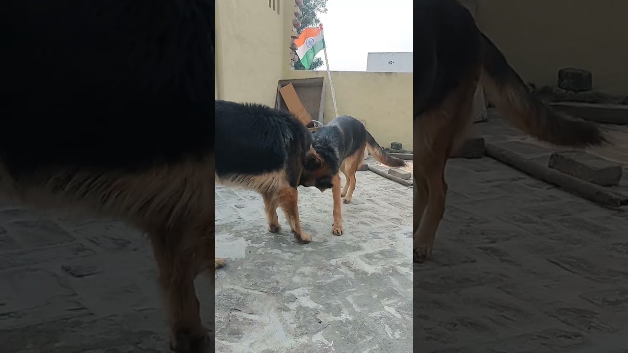 dog lover 