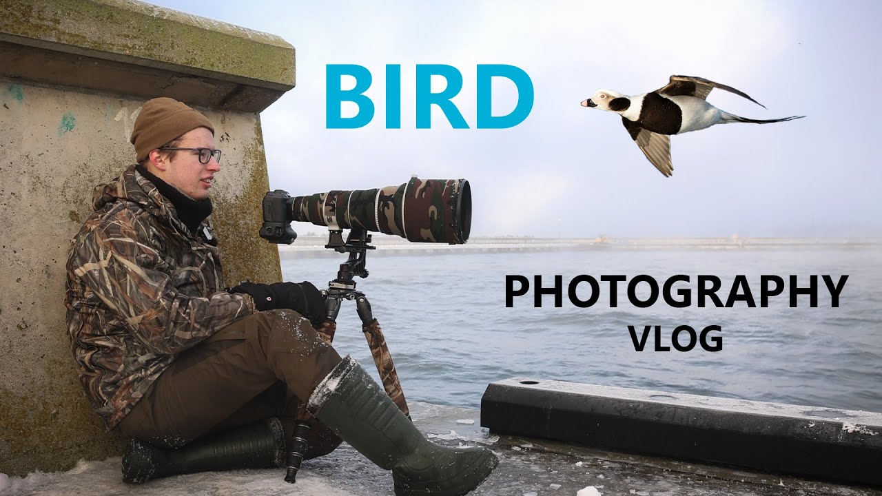 Photographing Long-Tailed Ducks II Bird in Flight with canon R5 Photography VLOG