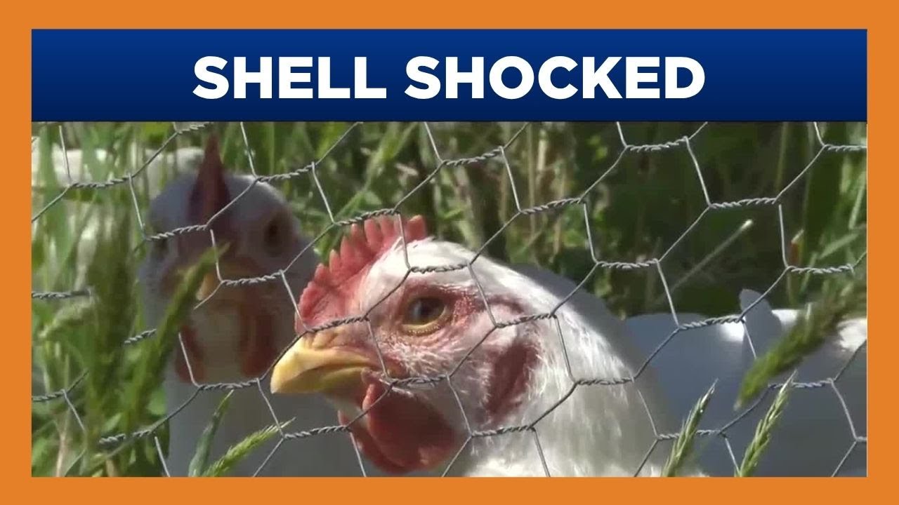 Hickman's Family Farms devastated by bird flu in Arizona