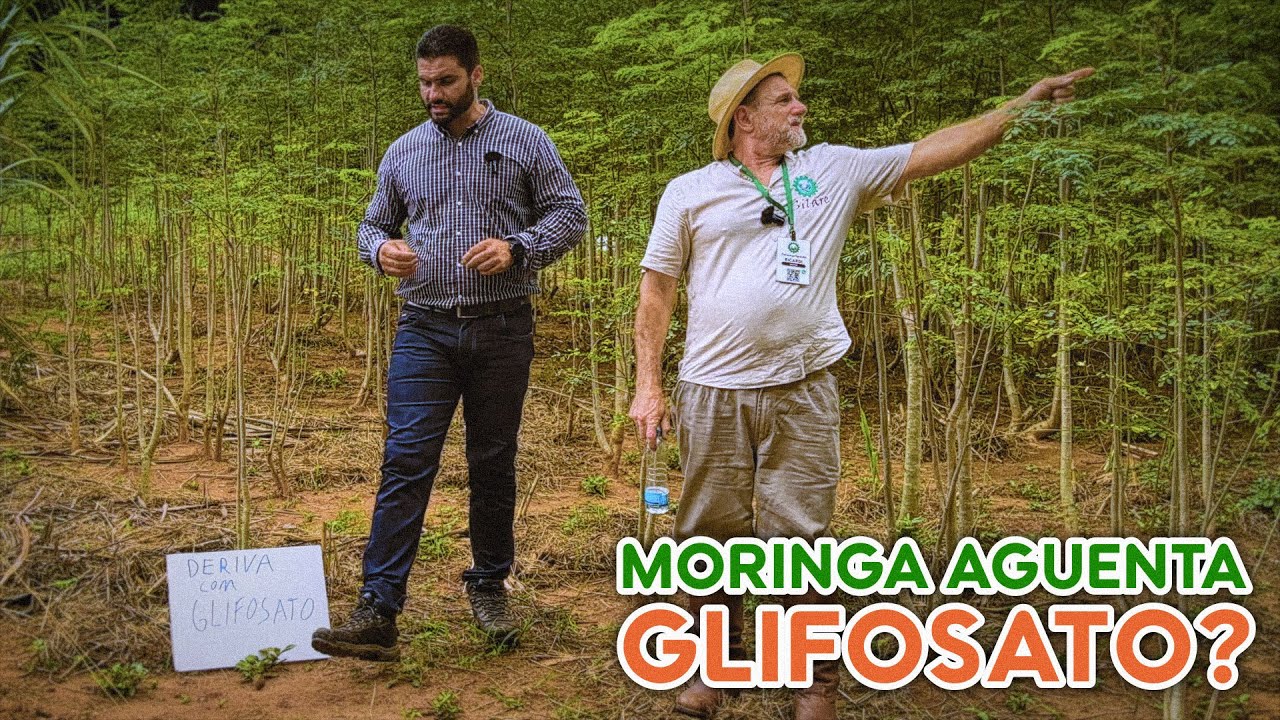 Herbicidas: controle de plantas invasoras em lavouras de Moringa