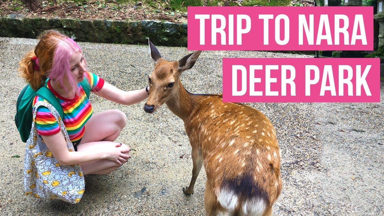 Nara Deer Park in Japan!  How to get to Nara Park travel guide tour