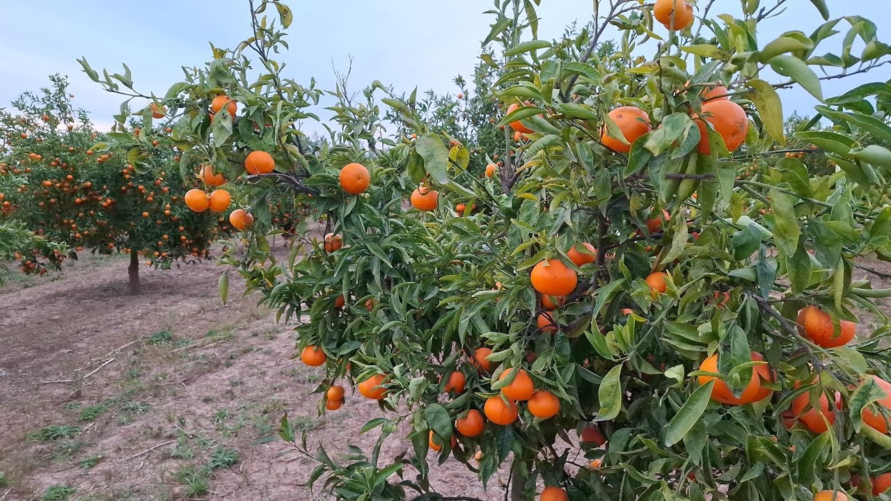 Walk in Orange🍊🟠 Garden | number One Orange In the world |Walking Orange Garden|Spain🇪🇸|