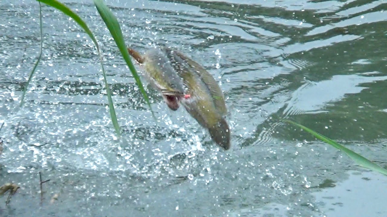 Ganas..! Sambaran Ikan Gabus Monster Di Air Dangkal