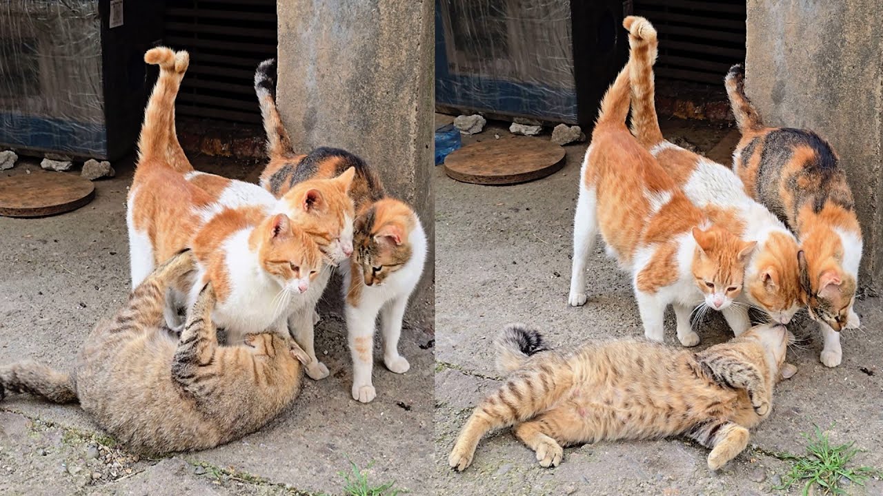 The Most Loyal Friends You'll Ever Have &ndash; Stray Cats Who Never Forget You | Love Street Cats