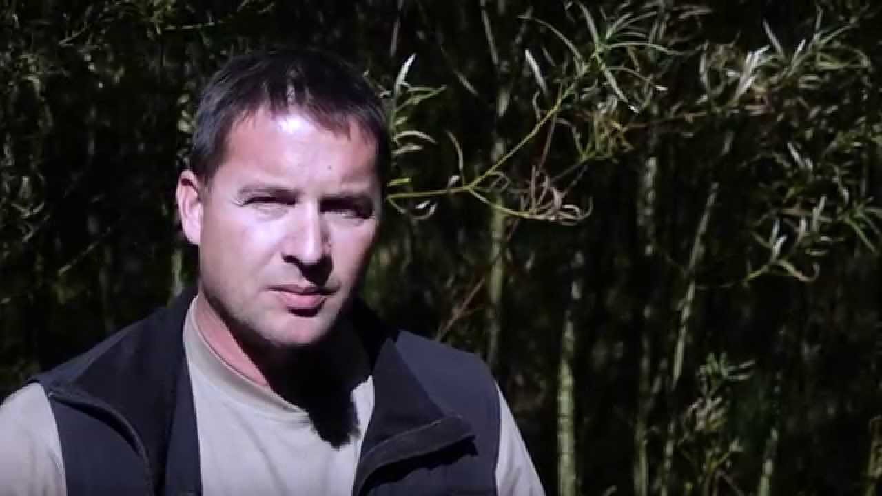 Grøngødning og biodiversitet i økologisk energipil