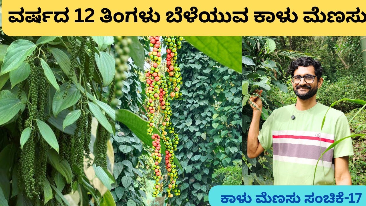 40 ವರ್ಷದಿಂದ ಬೆಳೆಯುತ್ತಿರುವ ಸರ್ವಋತು ಮೆಣಸು,ಅಡಿಕೆಗೆ ಕಾಳುಮೆಣಸು ನಾಟಿ ಯಾವ ಸಂದರ್ಭ ಸೂಕ್ತ ⁉️@ಶ್ರೀನಂದನ್ ಭಟ್ 