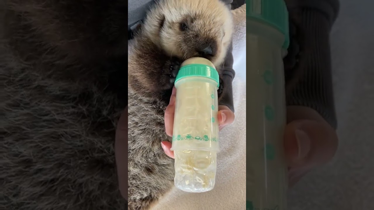 Sea otter pup Tofino is starting to help us hold her bottle! 🍼🦦 #cute #marinemammalrescue #otter