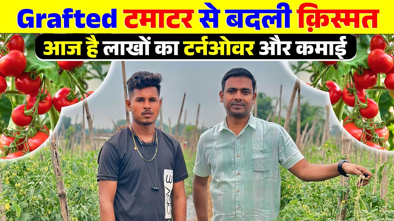 टमाटर की खेती कर रहे हमारे युवा किसान | Education के साथ साथ खेती भी |