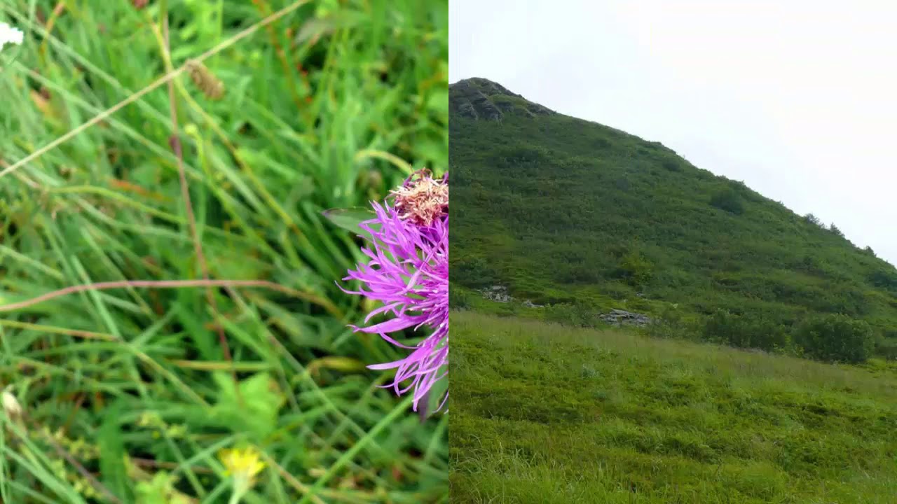 Tarnica 10. 07. 2019
