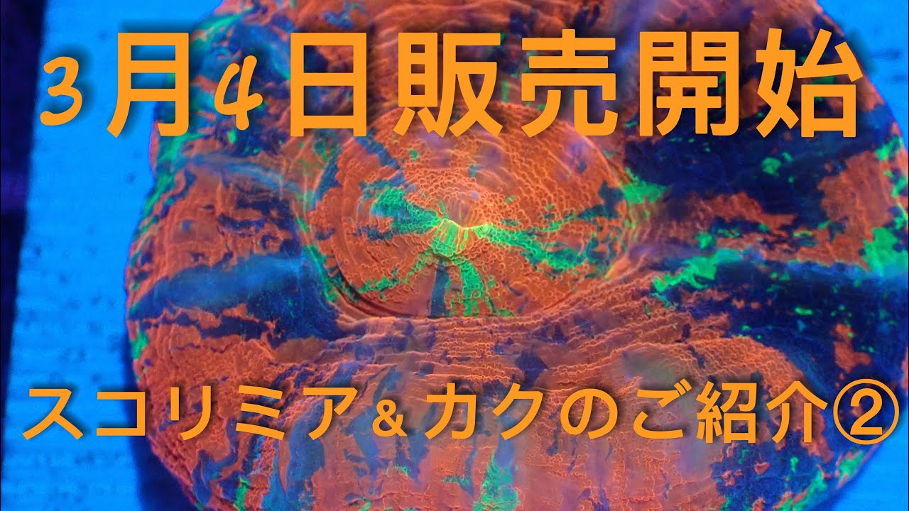 3月4日販売開始、スコ&カクのご紹介