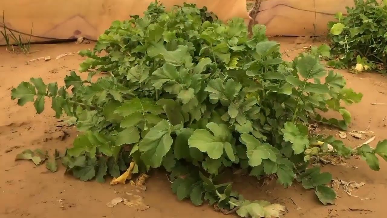 مزرعة قرية ببكر النموذجية / تقرير أحمد بدي محم