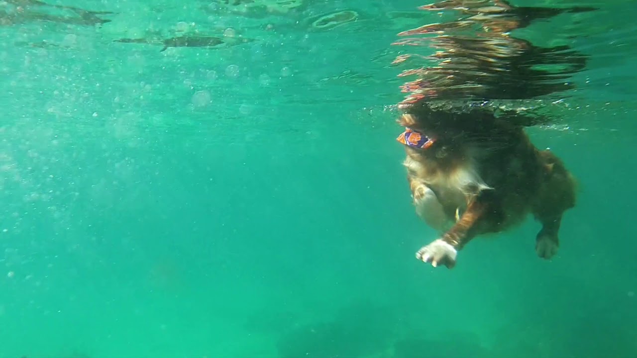 Nova Scotia duck tolling retriever cool swimming