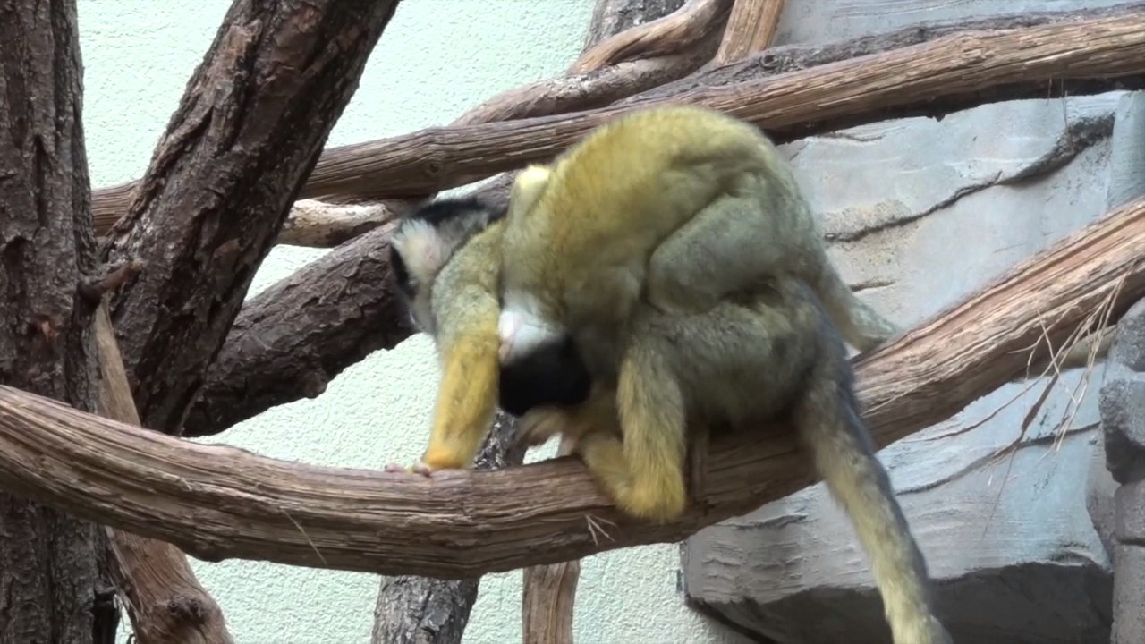 Safari in der Schweiz