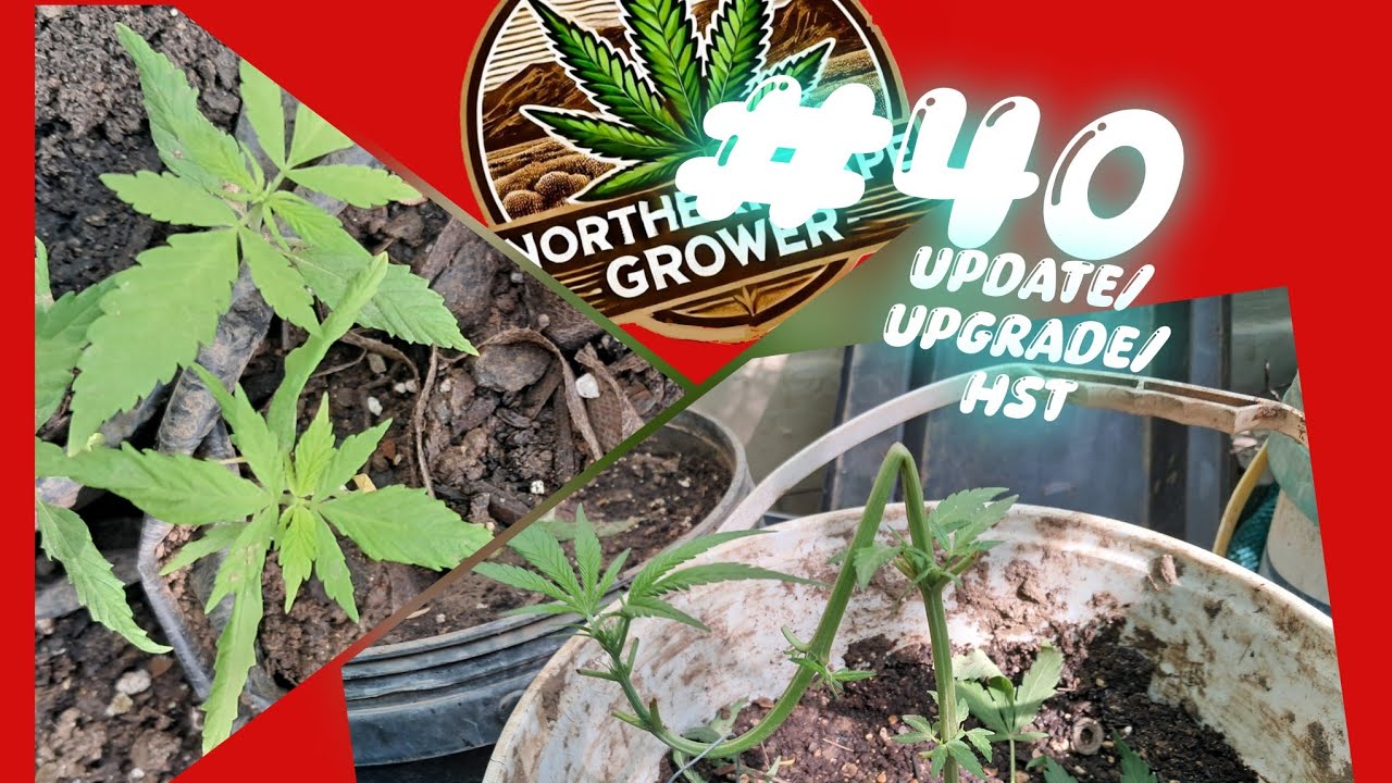 Outdoor  Winter Cannabis Garden + High Stress Training HST Progress Winter may 2025
