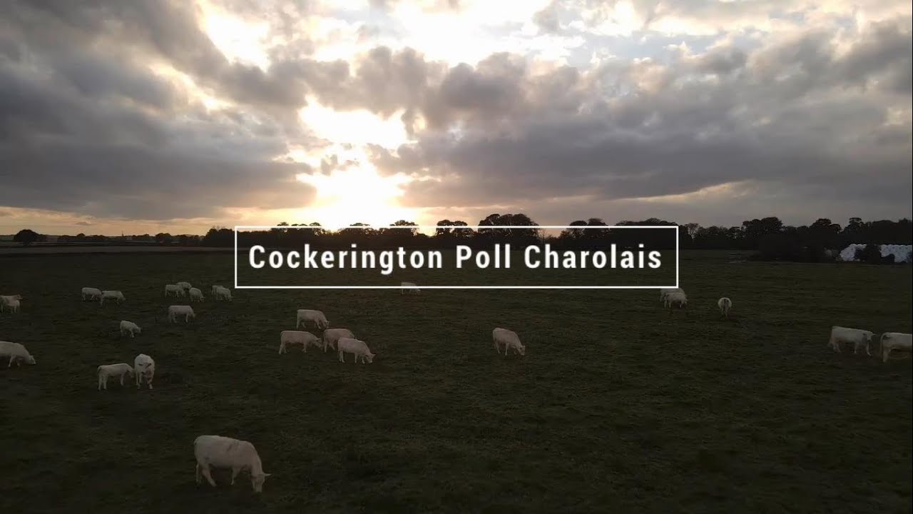 Cockerington Cattle Winter March 2021