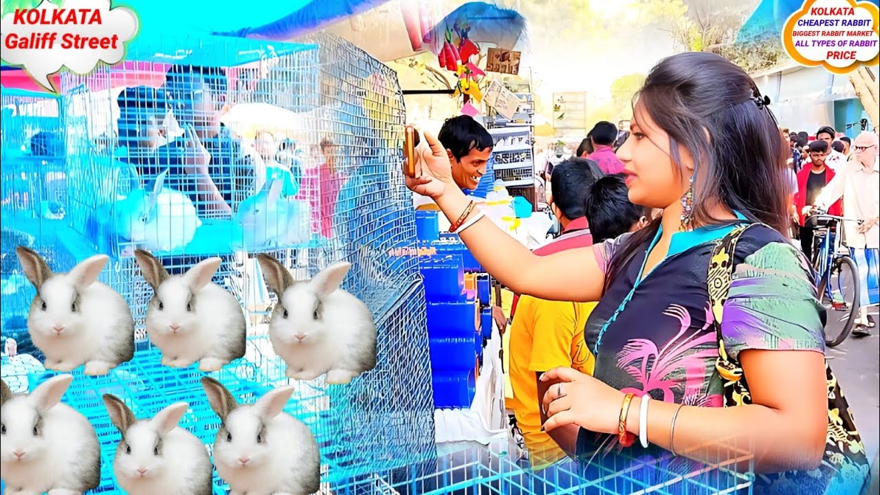GALIFF STREET RABBIT MARKET! GALIFF STREET! GALIFF STREET FISH MARKET! GALIFF STREET PET MARKET