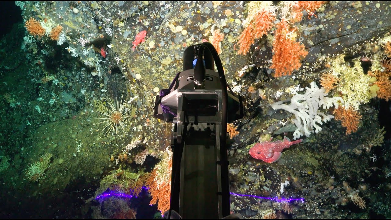 Deep Sea Details | Vertical Reefs of the Galápagos - Week 2