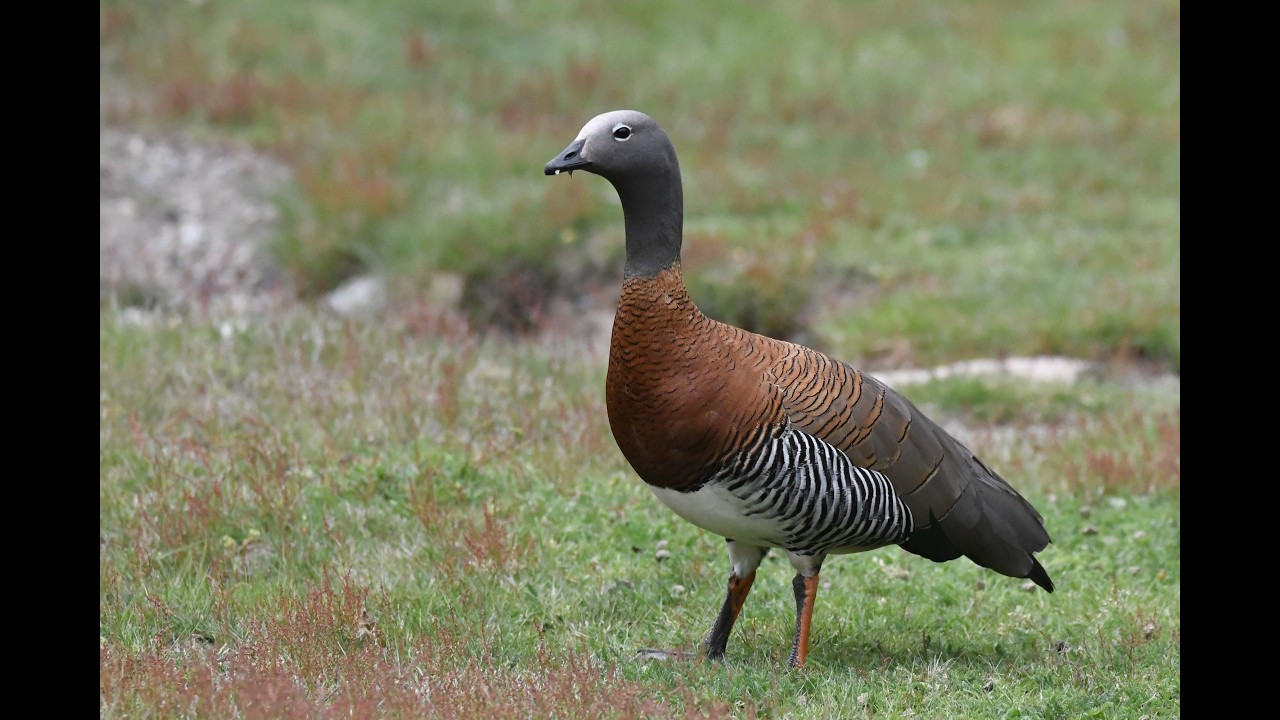Cauquén Real / Ashy-headed Goose (Chloephaga poliocephala)