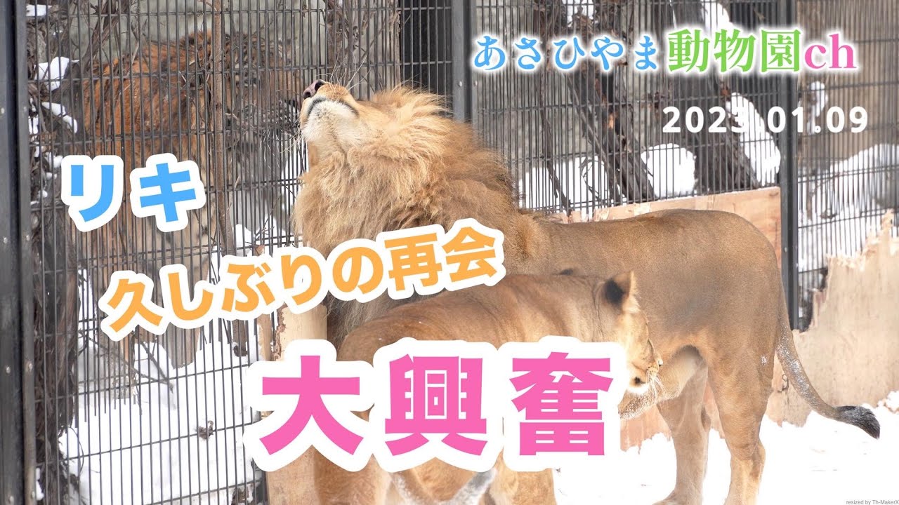 ライオンオリト & イオ、リキとの再会に「大興奮！」あさひやま動物園チャンネル《非公式》The lion couple is excited to see Riki the tiger again.
