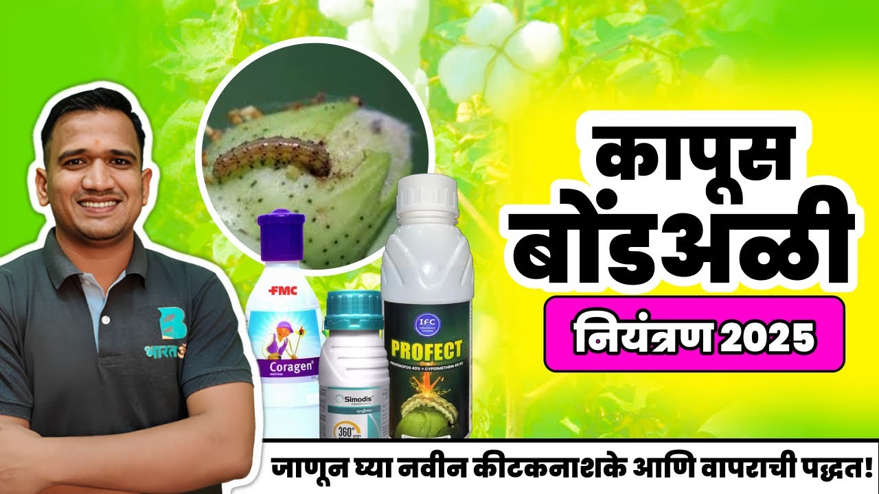कापूस पिकातील बोंडअळी नियंत्रण | Cotton Bollworm Control Spray | कापूस फवारणी मार्गदर्शन 2025