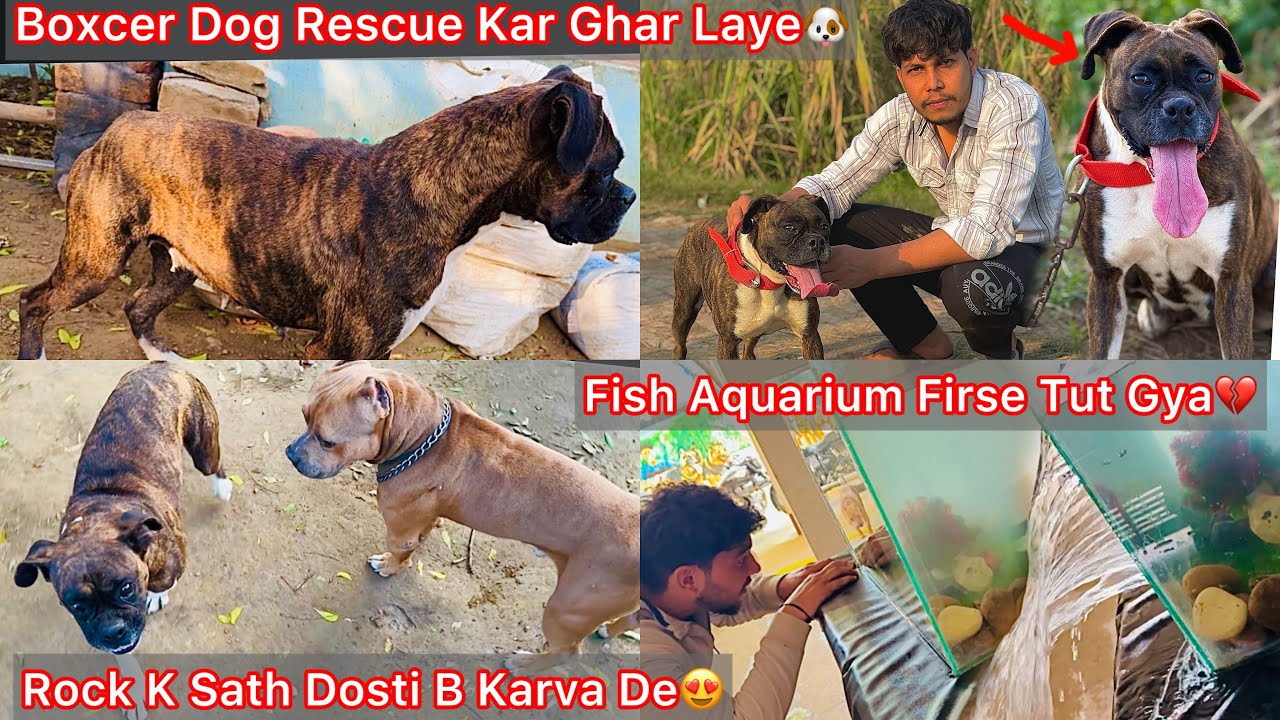 Koi Gaon Mai Boxcer Dog Chhod Kar Chala Gya😡Rescue Kar Ghar Laye Apne🐶|| New Pigeon Pair Gift Mila😍