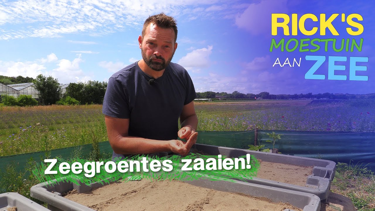 Zeegroente, bladluis & oranje bloemkool in de moestuin | Alles Wat Bloeit | Rick's Moestuin aan Zee