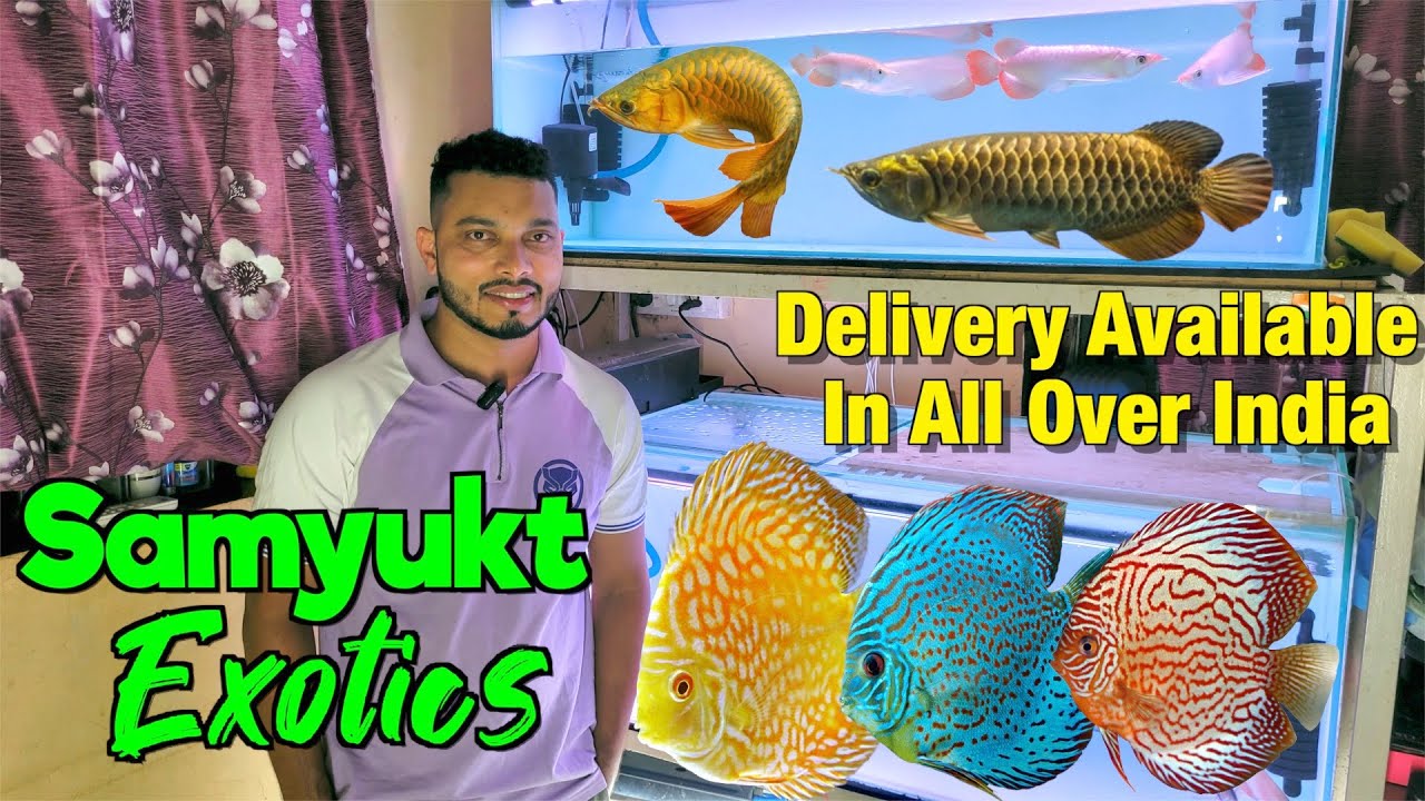 Exotic Fish Stock at Samyukt Exotics I Delivery Avialable All Over India