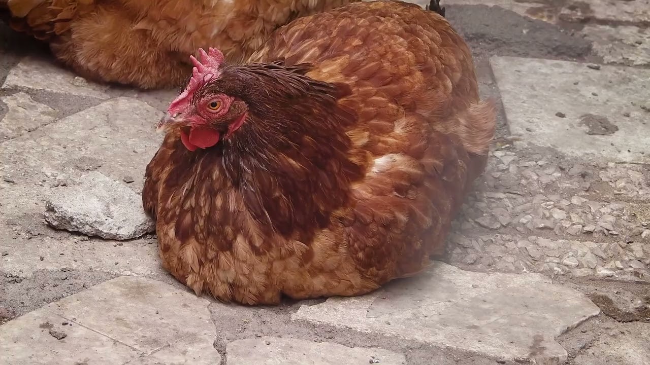 The Happy Hen/Cadlma #henchicken #animals #farmanimals #relaxingscenery #relaxingvideo #relax