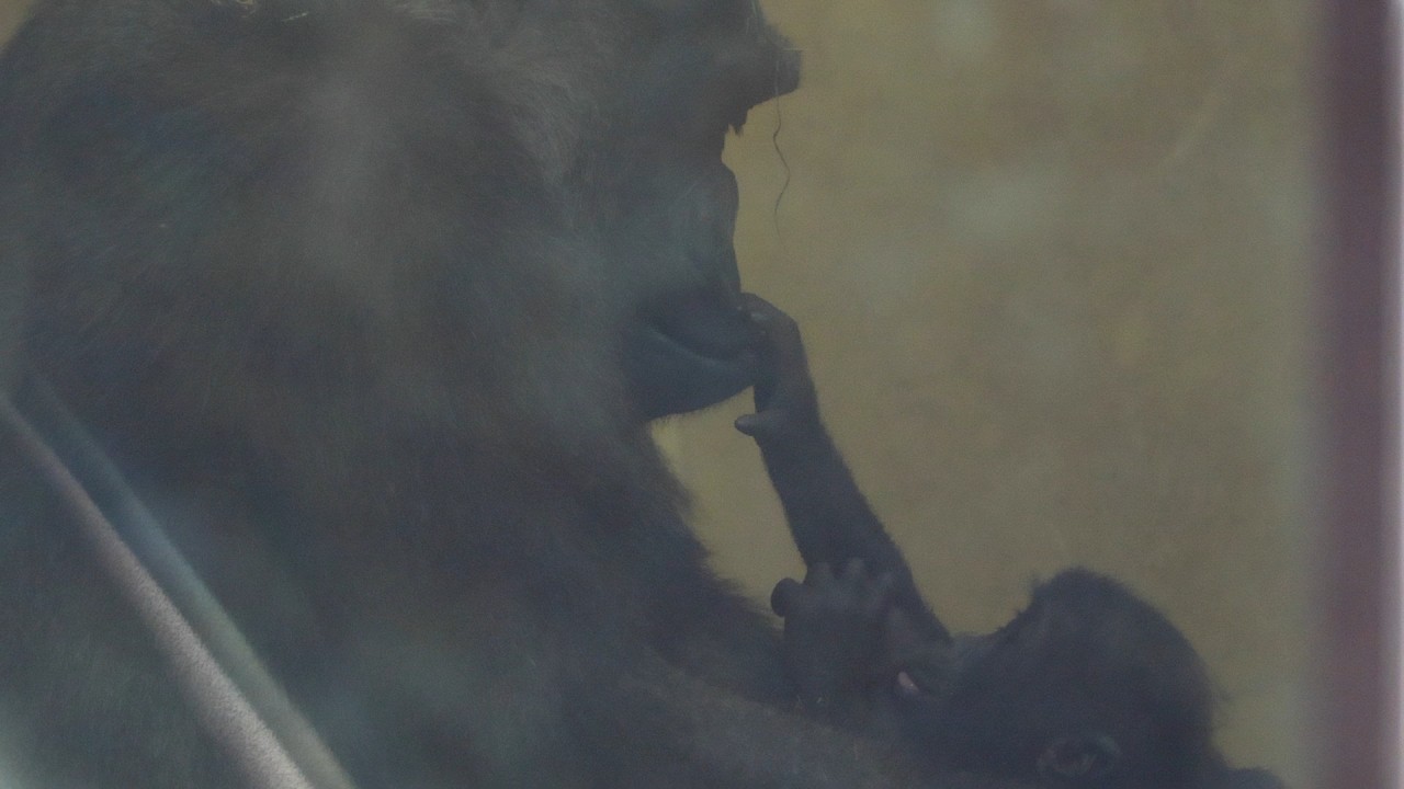 キンタロウ、パパママから同時注意！一気にトーンダウン｜京都市動物園｜撮影日2026.3.11｜【きょうのゴリラ】