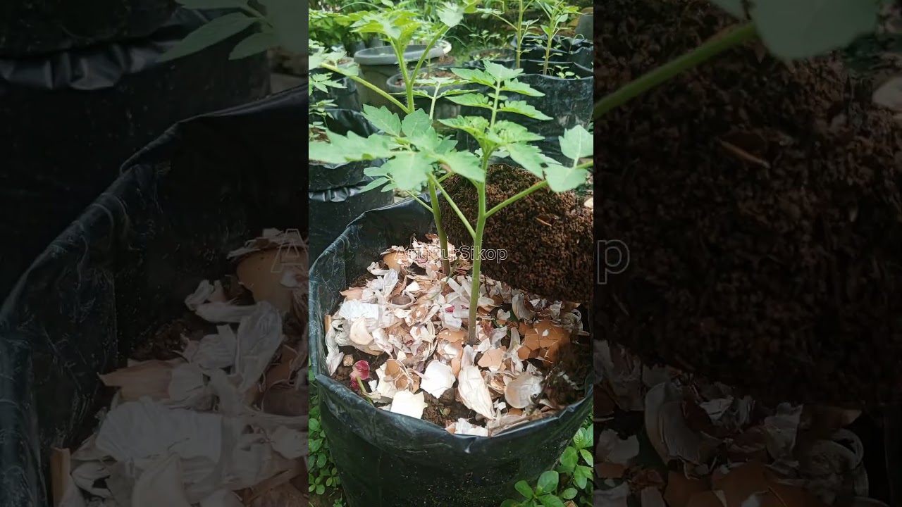 Organic fertilizer for tomato plants🍅 #organicfarming