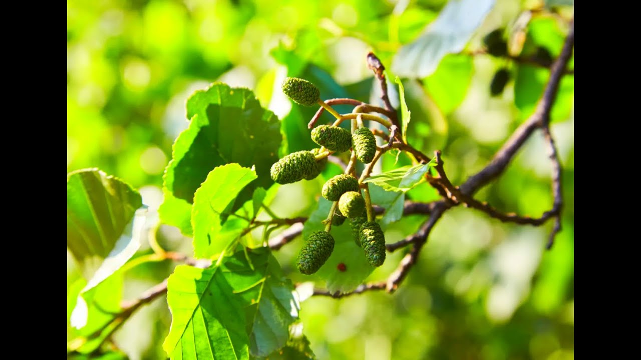 Growing Alder from seed (Alnus)