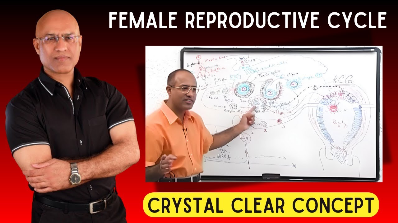 Female Reproductive Cycle | Menstrual Cycle | Hormones