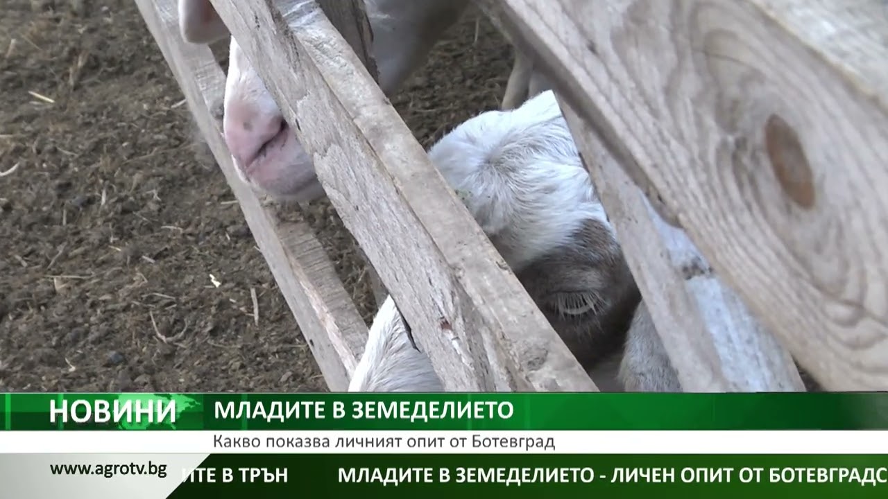 МЛАДИТЕ В ЗЕМЕДЕЛИЕТО: Какво показва личният опит от Ботевград