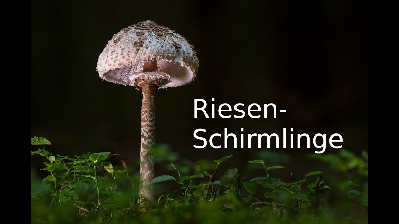 Pilzportrait - Riesenschirmlinge
