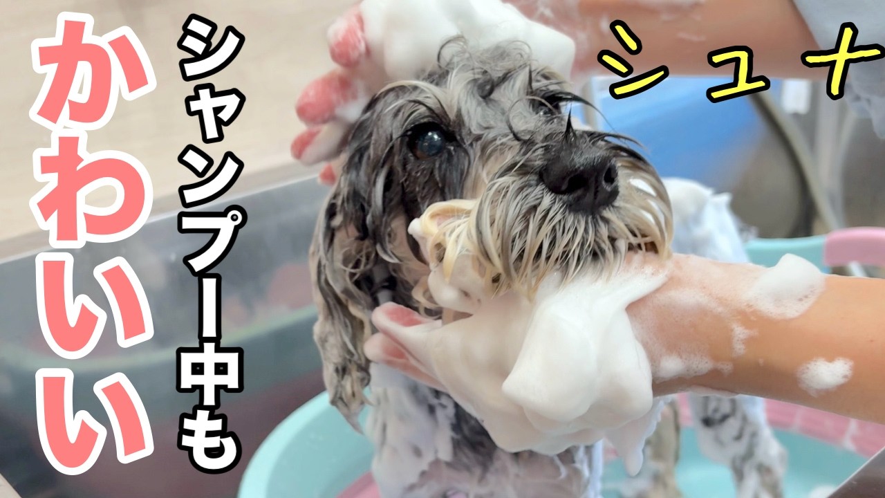 かわいいシュナはシャンプー中も可愛らしい🩷（イリスちゃん）
