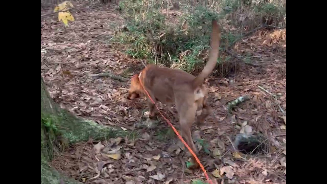 Bloodhound-training to track wounded deer