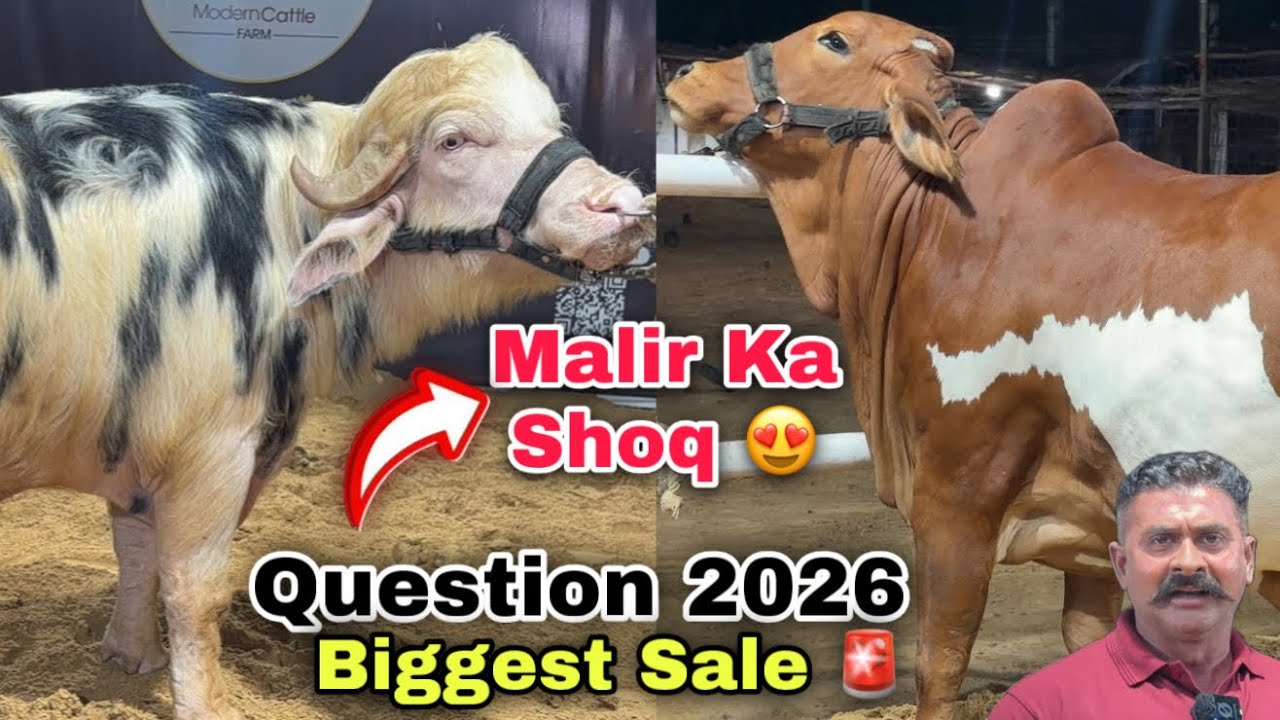 Karachi Ki Sasti Cow Mandi 2026 | umer Bhai Qurbani Ka Sasta Janwer  Le Aya 😍 | Cow Mandi 