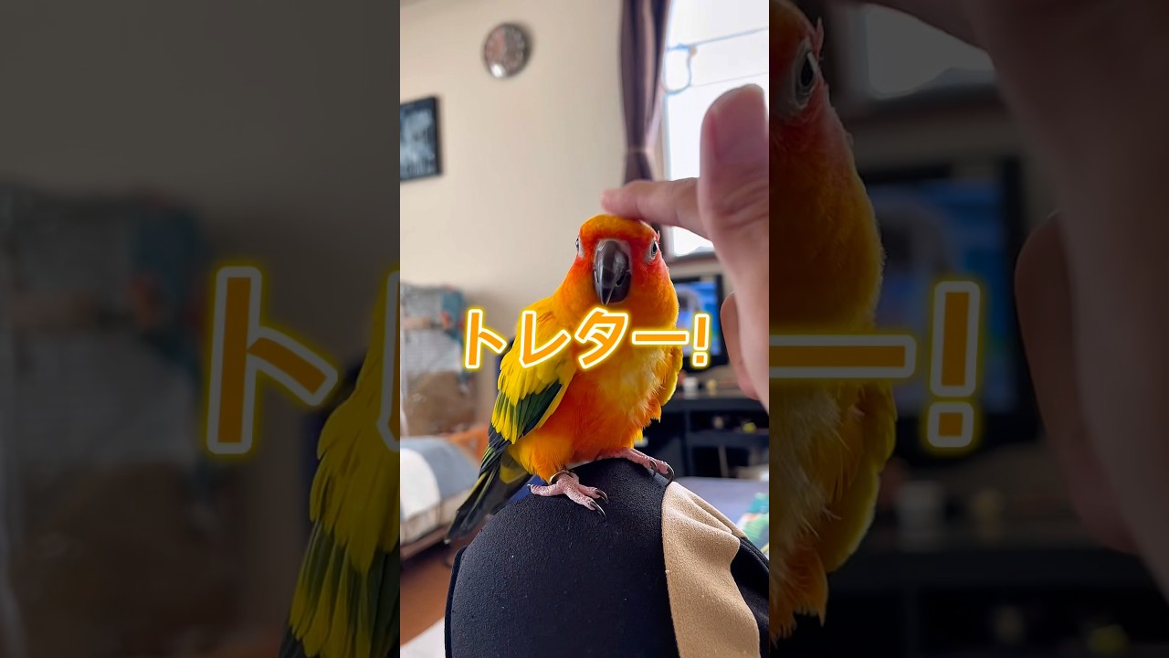 「トレターッ」って言ってくれた鳥🐥w #セキセイインコ #コガネメキシコインコ #インコ #birds #parrot #暮らし #モーニングルーティン #ペット #癒し