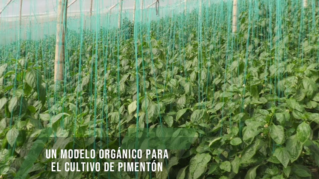 Un modelo orgánico para el cultivo de pimentón - TvAgro por Juan Gonzalo Angel Restrepo