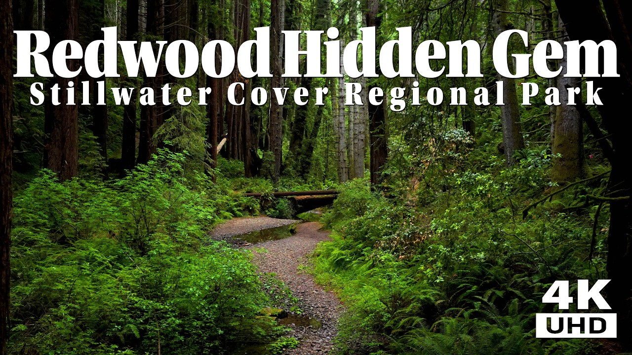 Best Coastal Redwood Hike In Sonoma County - The Best Keep Secret - Stillwater Cove Regional Park.