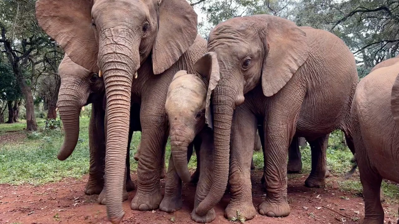 Meet Zuri the Orphaned Elephant | Sheldrick Wildlife Trust