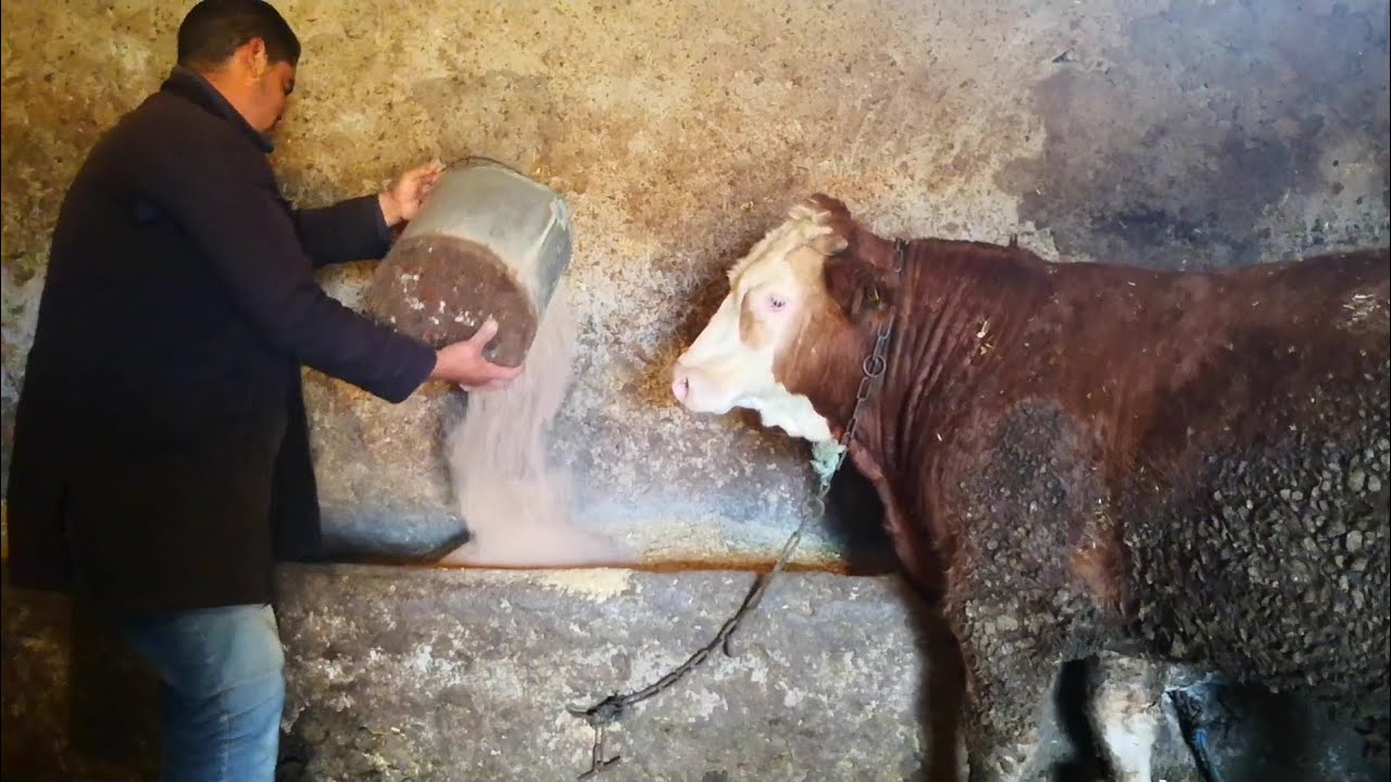 شوفو ياسين كفاش كيعيش يوم مع الكسيبة كفاش كيسمن العجول و كفاش كيربي نعاج مع المعانات و حتى الأرباح