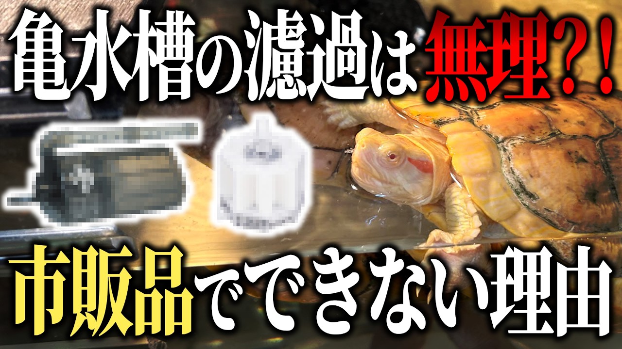 【亀水槽】市販のフィルターでは濾過できない？！ダメな理由と解決策【カメ】