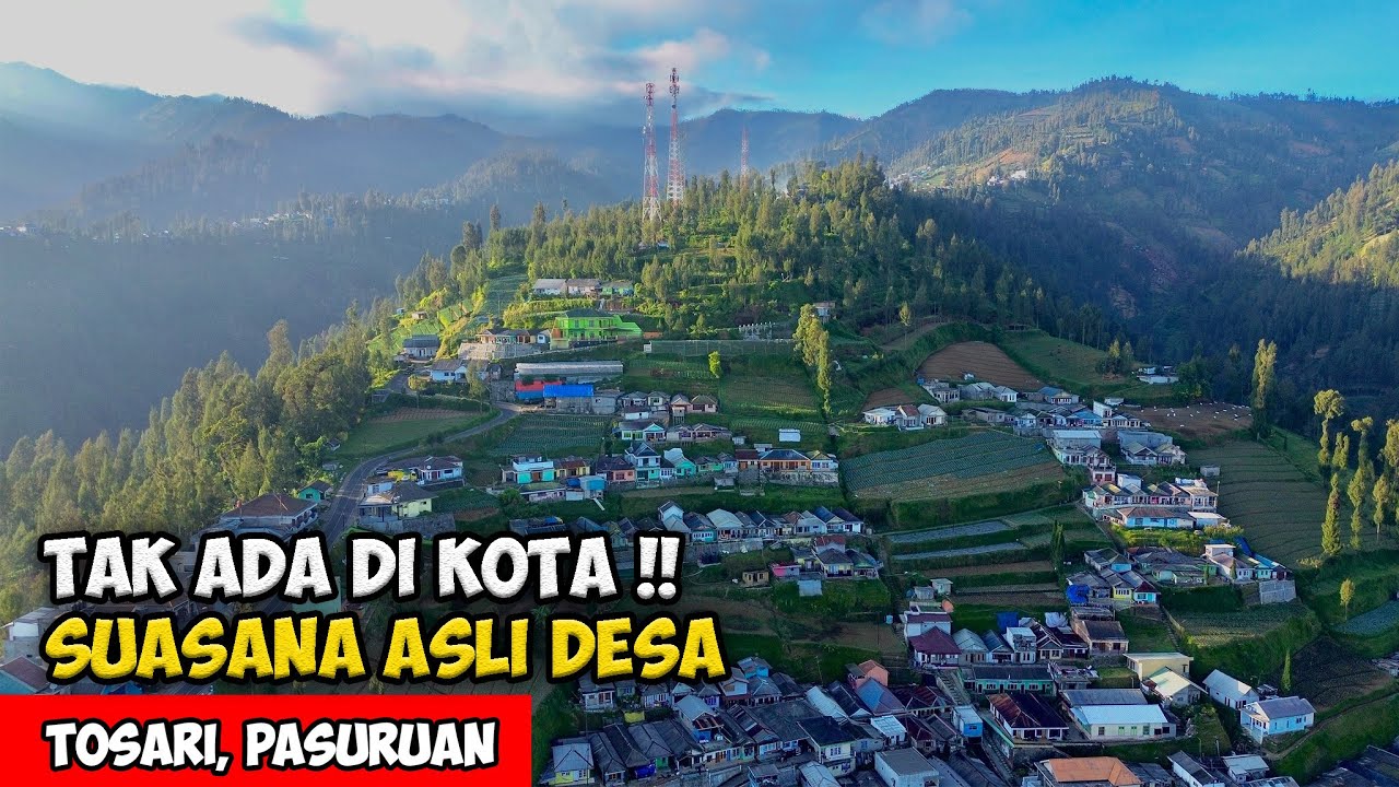 HAL INI TIDAK ADA DI KOTA !! SUASANA DESA SUKU TENGGER BROMO - Cerita Desa Tosari, Bromo, Jawa Timur