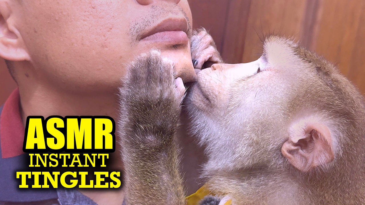 Ultimate Monkey ASMR (No Talking) | Instant Tingle Therapy for Sleep & Calm