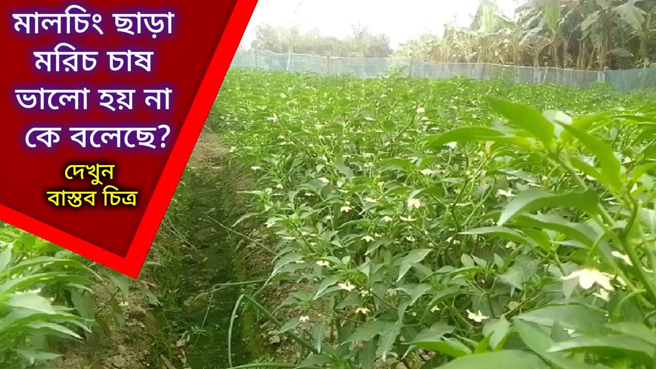 মালচিং ছাড়া মরিচ চাষ ভালো হয় না কে বলেছে।।দেখুন বাস্তব চিত্র।।#pepper